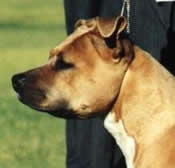 AUST. CH. LYNTIKI SWEET GEORGIA